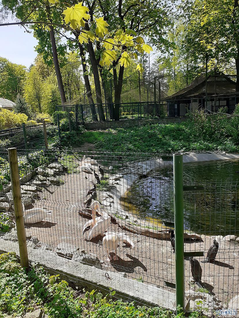 Pelikāni un jūras kraukļi Autors: Drakonvīrs 23 maijs saulaina vizīte Rīgas Zooloģiskajā Dārzā
