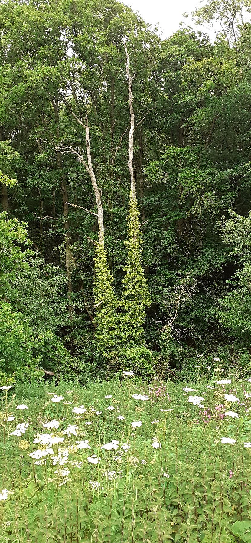 Koks kas izskatās kā vistu... Autors: Griffith Worcestershire, The Knapp and Papermill Nature Reserve - foto izlase