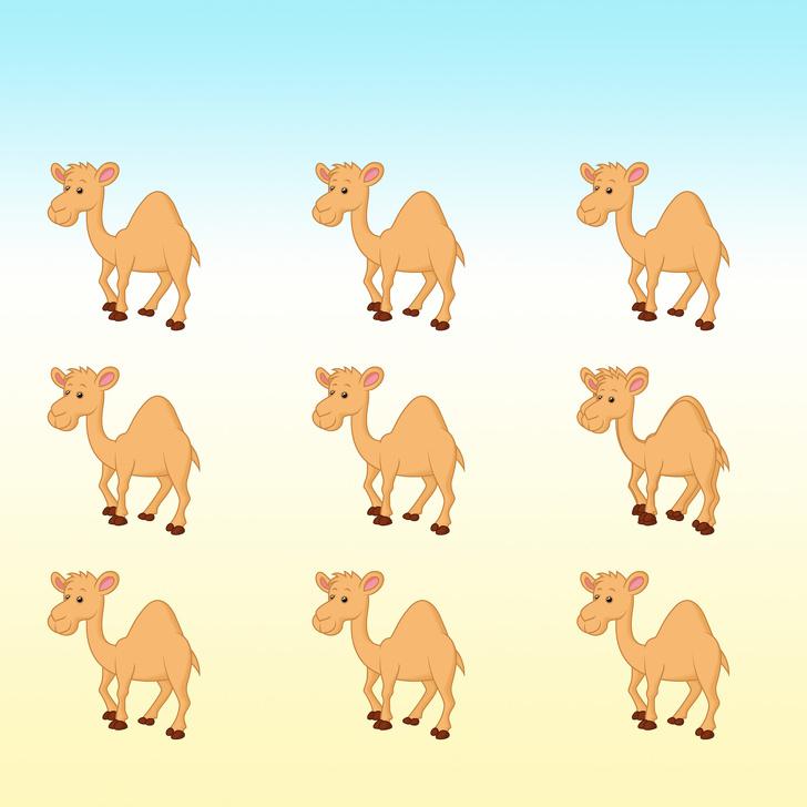 Cik kamieļu ir scaronajā... Autors: matilde Tests: Vai vari saskaitīt, cik dzīvnieki ir paslēpušies šajos 15 attēlos?