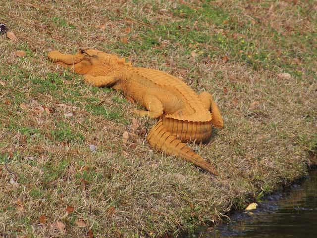 Rets apelsīnu krāsas aligators Autors: Fosilija Daži dzīvnieki, augi un citas lietas, kurām nav tādas krāsas kā esam pieraduši