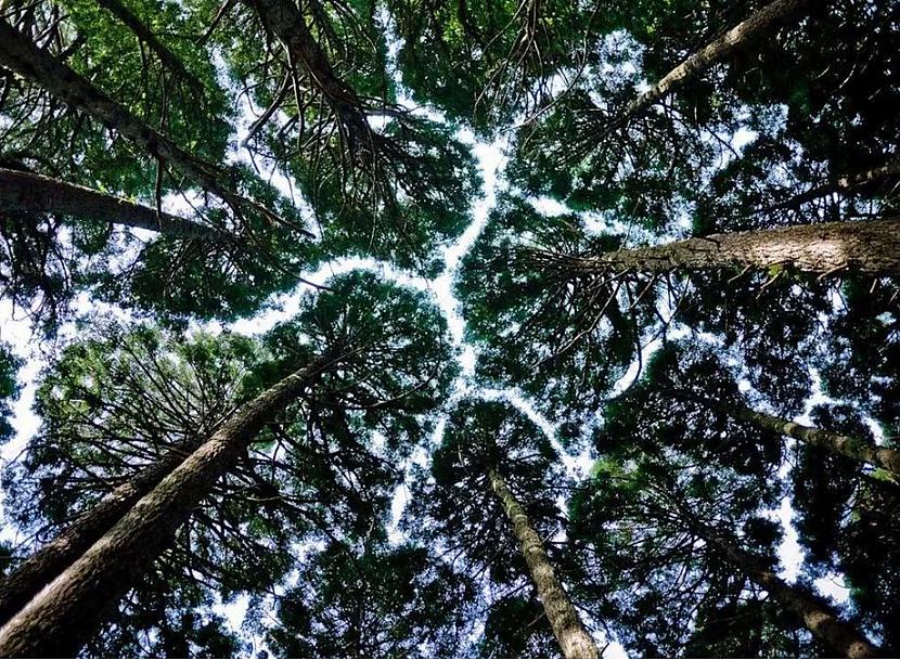 Arī kokiem ir sava personīga... Autors: Lestets 20 bildes, kas parādīs šīs pasaules dīvainākos noslēpumus