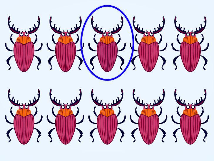  Autors: matilde Uzmanības tests: Vai vari atrast atšķirīgo kukaini 15 attēlos?