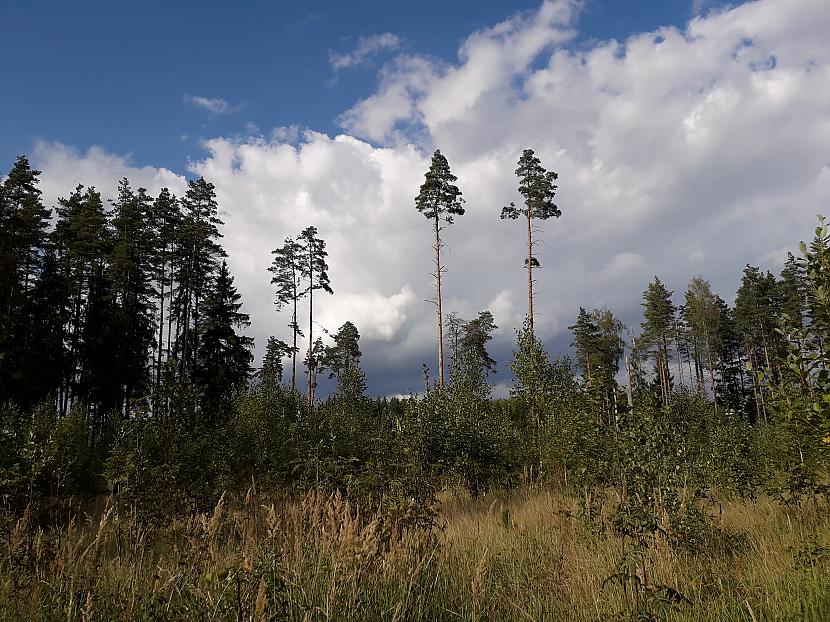  Autors: Griffith Atvaļinājums - 4. Septembris, 2019. 3/3