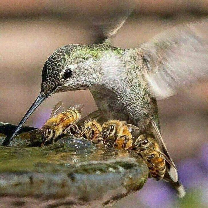 Bites dzer kopā ar kolibri Autors: Lestets 20 fascinējošu atklājumu fotogrāfijas