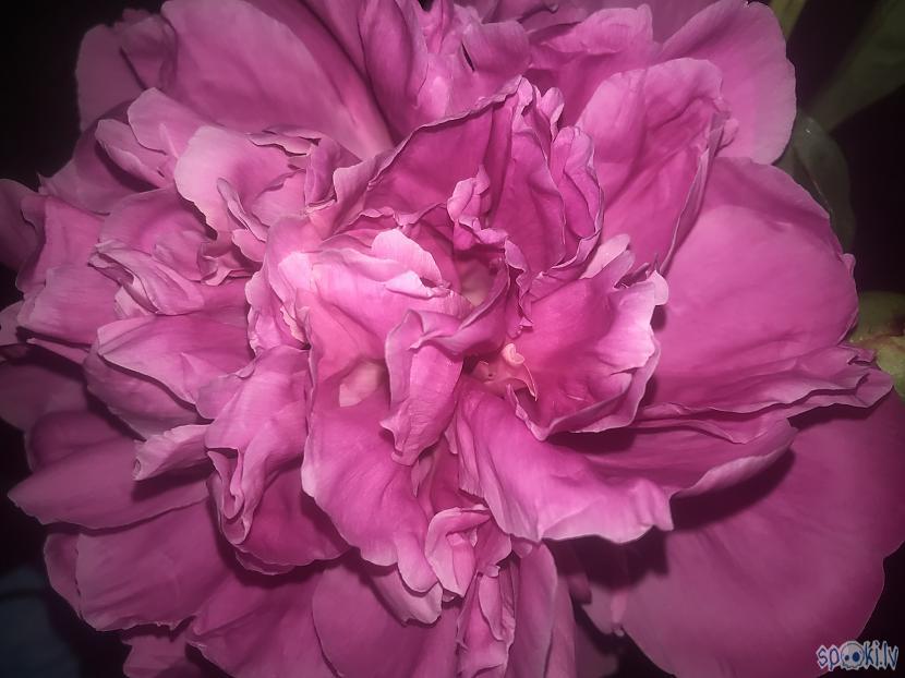 Apbrīnojamā peonija Zieds... Autors: ezkins Uzplaiksnījumi