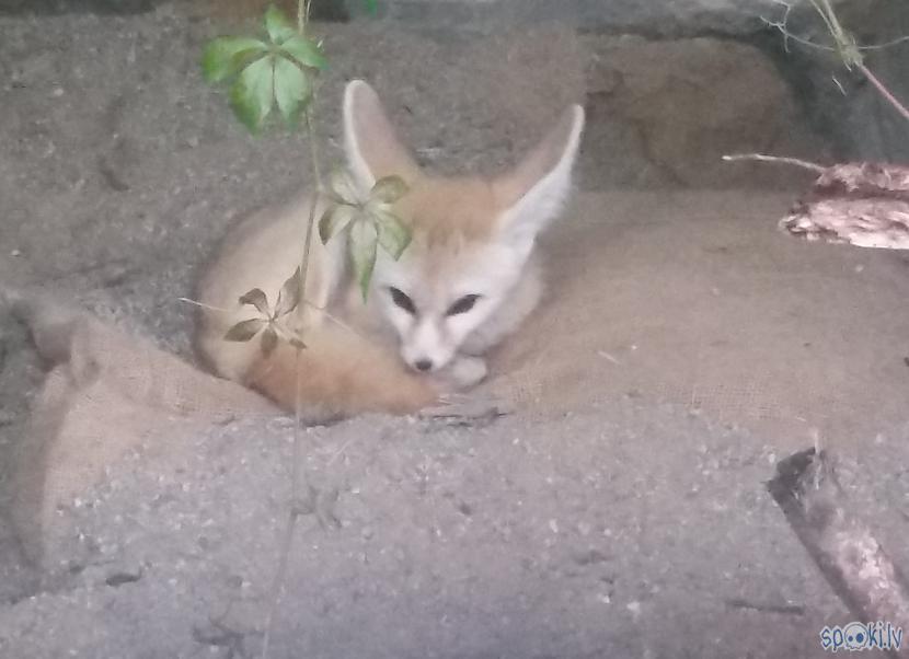  Autors: pyrathe Rīgas ZOO: lietainā svētdiena