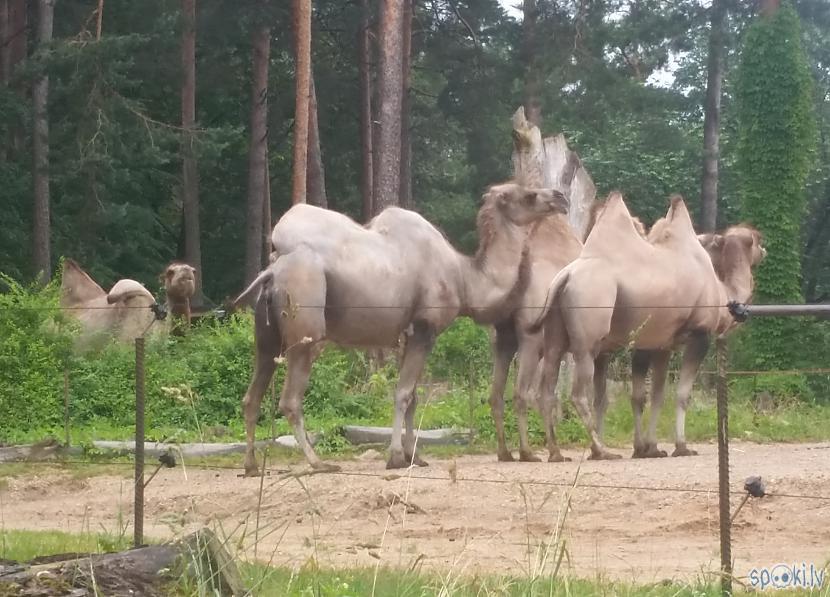  Autors: pyrathe Rīgas ZOO: lietainā svētdiena