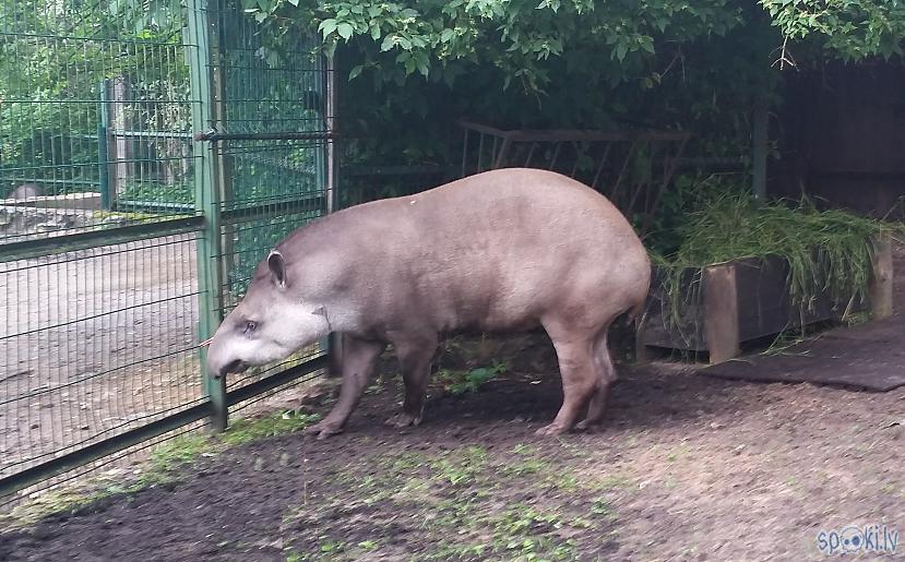  Autors: pyrathe Rīgas ZOO: lietainā svētdiena