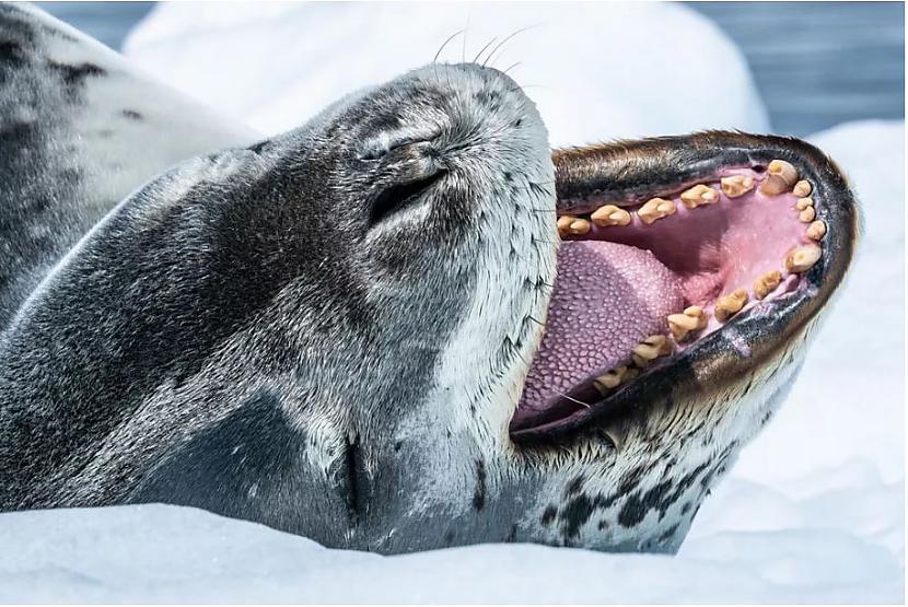 Jūras leoparda labsajūtas... Autors: Lestets 20 pārsteidzošas dabas fotogrāfijas, kas neatstās tevi vienaldzīgu