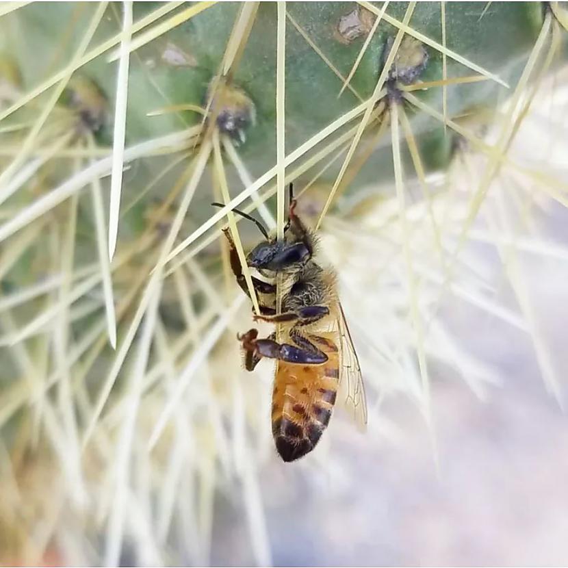 Diez vai bite pati uzdūrās... Autors: Lestets 20 pārsteidzošas dabas fotogrāfijas, kas neatstās tevi vienaldzīgu