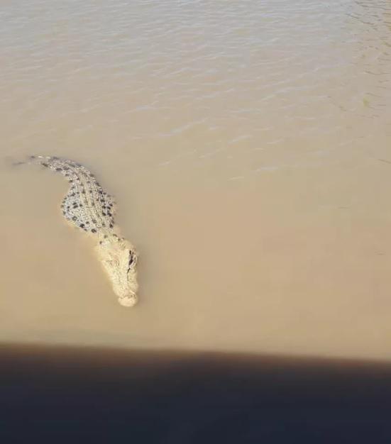 Arī krokodiliem var būt... Autors: Lestets 28 fotogrāfijas, kas ļaus mums uzzināt kaut ko jaunu