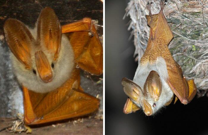 YellowWinged Bat Autors: Fosilija 20 visdīvainākās sikspārņu sugas, kas liks uz tām paskatīties savādāk