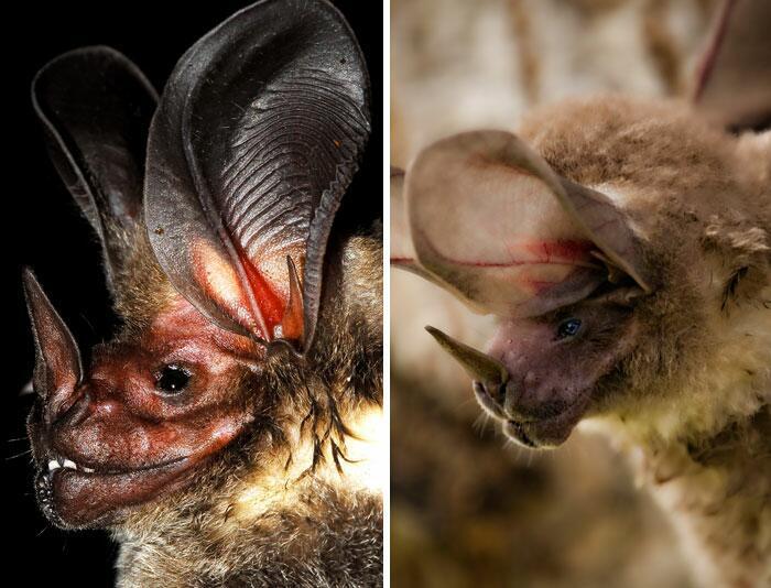  WhiteThroated RoundEared Bat Autors: Fosilija 20 visdīvainākās sikspārņu sugas, kas liks uz tām paskatīties savādāk