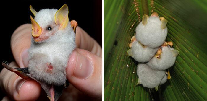 Honduran White Bat Autors: Fosilija 20 visdīvainākās sikspārņu sugas, kas liks uz tām paskatīties savādāk