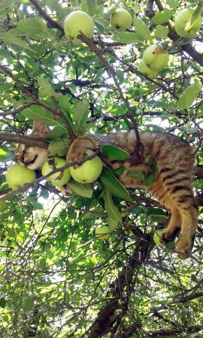  Autors: Fosilija Vasara rit pilnā sparā, kaķi nogatavojas kokos, drīz būs jānovāc 🤪