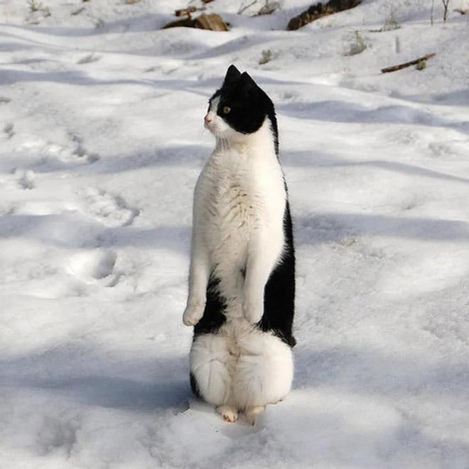  Autors: Fosilija 21 bilde ar kaķiem, kuri domā, ka viņi ir pingvīni