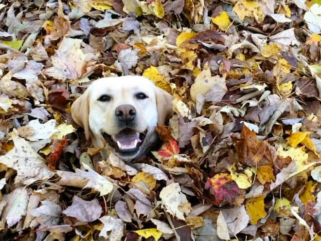  Autors: Fosilija Jautri suņuki, kuriem patīk rudens zeltainās lapas 🐶