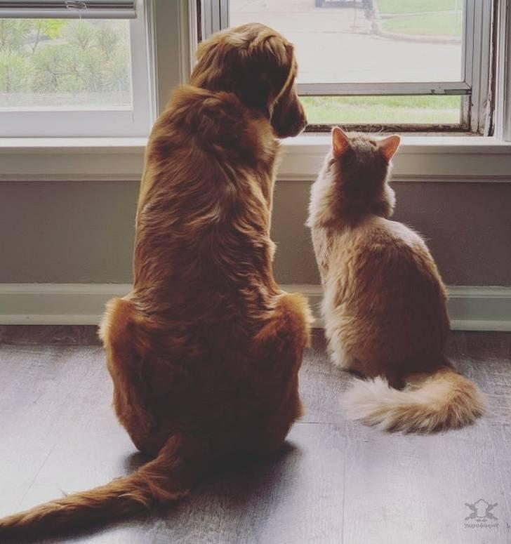  Autors: Fosilija Vai var pastāvēt draudzība starp suni un kaķi, skatāmies šīs bildes 🐱🐶