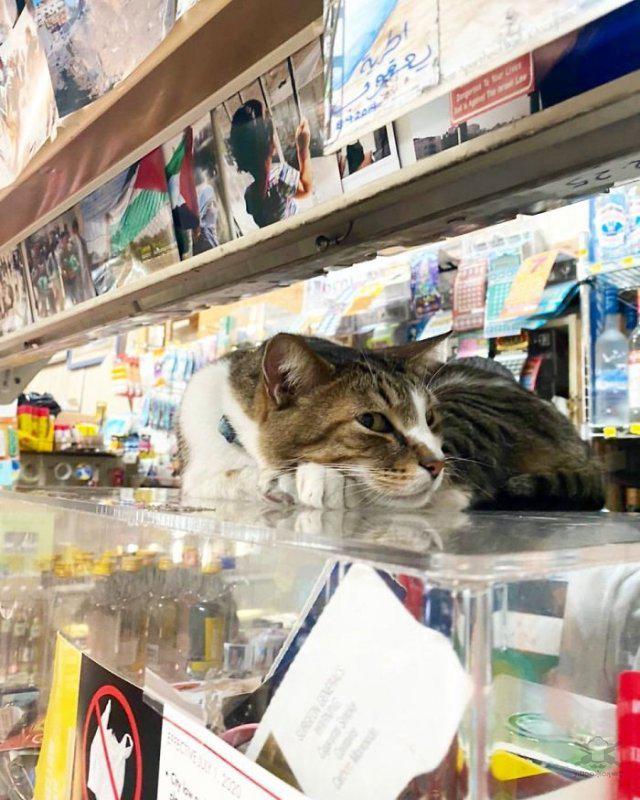  Autors: Fosilija Veikalu kaķi, kas atpūšas plauktos un vitrīnās