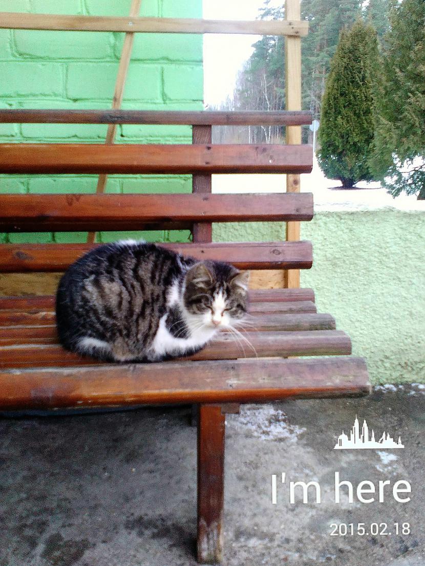  Autors: Zibenzellis69 Dažādas kaķu bildes, bildētas ar dažādiem telefoniem