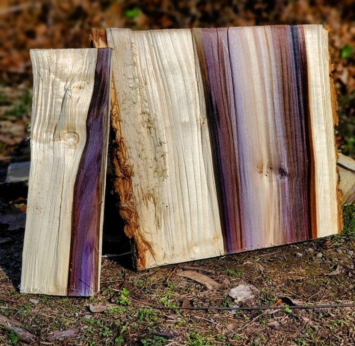 Koka iekscaronienē mēdz... Autors: Lestets 20 reti attēli, kas mainīs tavu pasaules redzējumu