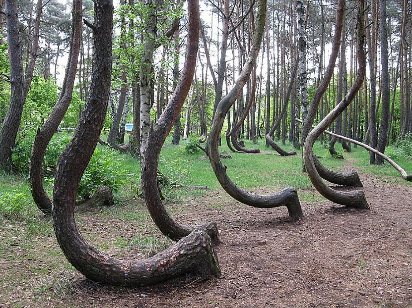 Jveidīgi kokiJa koki ir... Autors: Lestets 11 brīdinošas dabas parādības, ko mums vajadzētu zināt