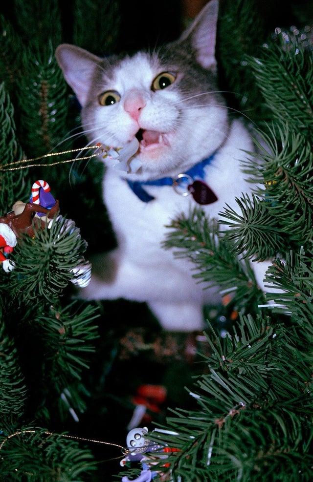 Priecīgus Ziemassvētkus Autors: Zibenzellis69 Bildes ar kaķim, kas izturas patiešām slikti un dažreiz dīvaini (26 bildes)