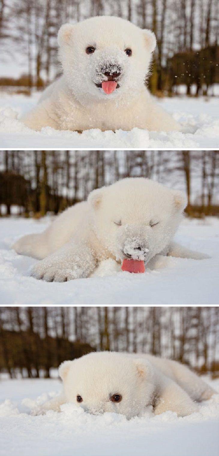 Nu cik garscaronīgs sniegs Autors: Zibenzellis69 15 fotogrāfijas ar dzīvniekiem, kuri pirmoreiz izgāja pastaigā pa sniegu