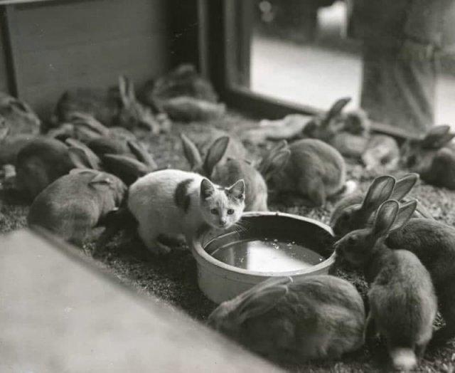 Kaķis pie truscaroniem 1930... Autors: Zibenzellis69 Spilgtas melnbaltas fotogrāfijas