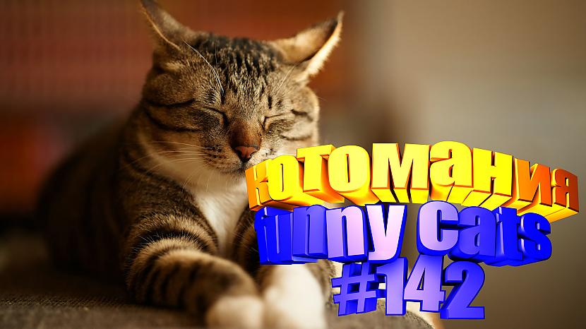  Autors: kotomaniabest Smieklīgi kaķi | Jautrība ar kaķiem, katomanija #142