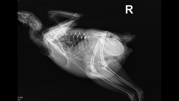 laquoStrādāju veterināraja... Autors: The Diāna 18 forši rentgeni redzesloka paplašināšanai