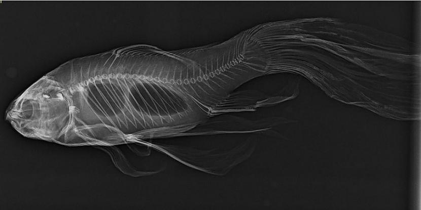 Zelta zivtiņas rentgena attēls... Autors: The Diāna 18 forši rentgeni redzesloka paplašināšanai