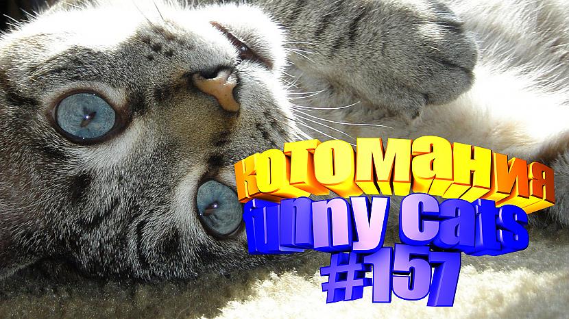  Autors: kotomaniabest Smieklīgi kaķi | Jautrība ar kaķiem, katomanija #157