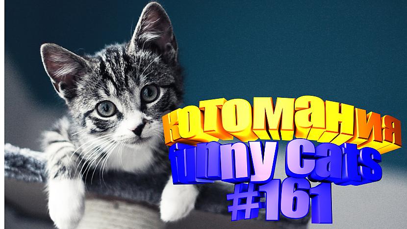  Autors: kotomaniabest Smieklīgi kaķi | Jautrība ar kaķiem, katomanija #161 (video)
