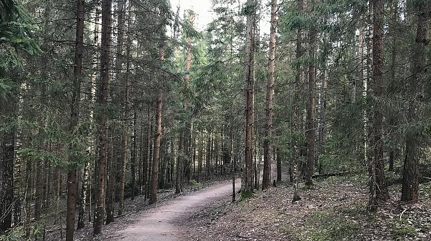 Ko tu zini par Latvijas mežiem?