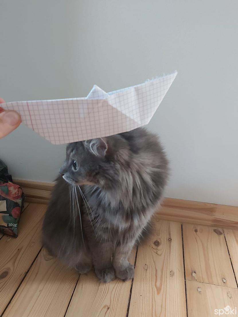 Kaķis nebija sajūsmā par... Autors: The Diāna Pamācība, kā pagatavot papīra kuģīti/cepuri kaķim