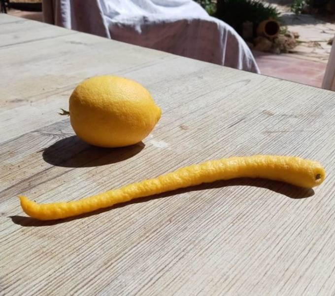 Neparastas formas citrons Autors: Zibenzellis69 Daba ir liela sapņotāja un īsta burve (20 fotogrāfijas)