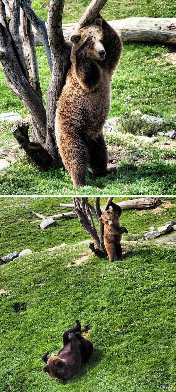  Autors: Zibenzellis69 Neliela izlase ar lāčukiem 🐻 (25 bildes)