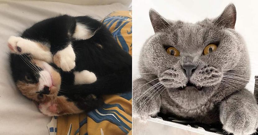 Skaties bildes un neaizmirsti... Autors: matilde 16 mīlīgas kaķu fotogrāfijas, kas uzņemtas «īstajā» mirklī