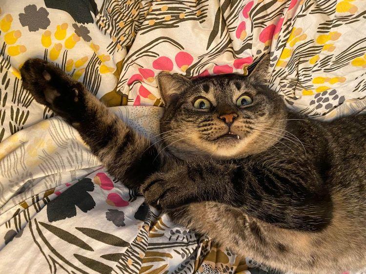  Autors: matilde 16 mīlīgas kaķu fotogrāfijas, kas uzņemtas «īstajā» mirklī