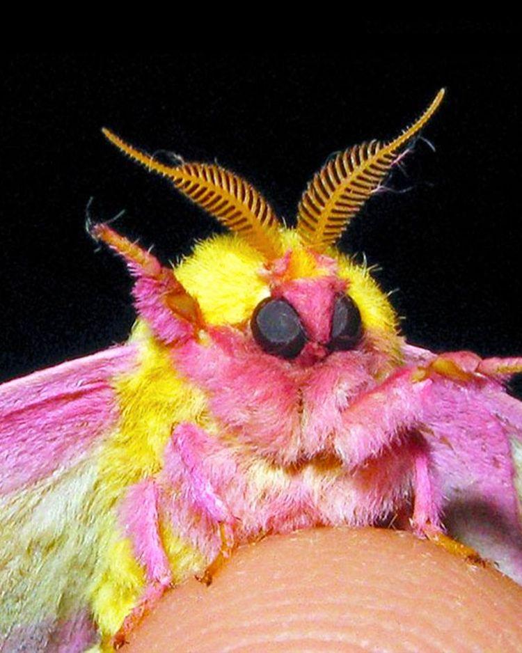 Rozā kļavu kode ir... Autors: Zibenzellis69 15 neparasti kukaiņi, kurus daba radījusi ar īpašu entuziasmu