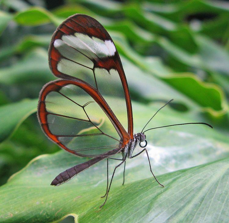 Stikla tauriņscaron kas... Autors: Zibenzellis69 15 neparasti kukaiņi, kurus daba radījusi ar īpašu entuziasmu