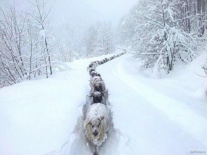  Autors: Zibenzellis69 Aukstie joki, sniega un aukstās ziemas prieki un nedienas (40 bildes)