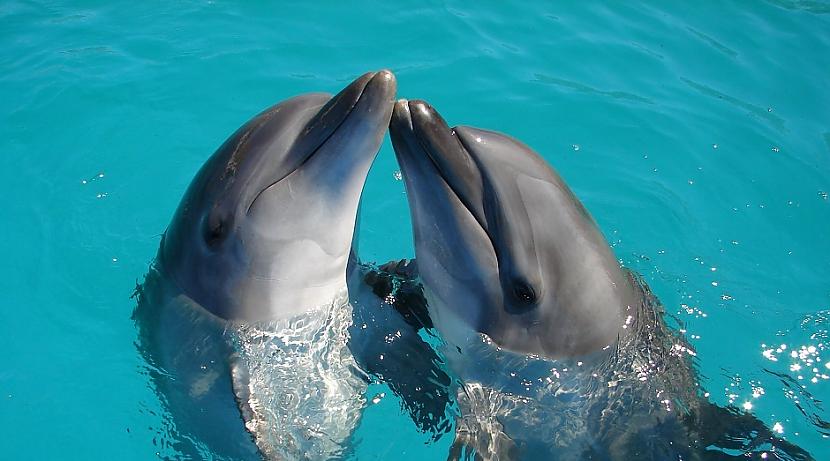 Vai delfīniem ir vārdiDelfīni... Autors: Lestets 12 dīvaini fakti par to, kā smejas žurkas, un daudz kas cits