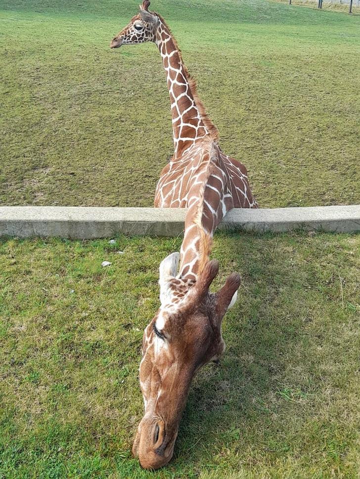 Žirafe ar divām galvām un... Autors: The Diāna 20+ reizes, kad nevajag ticēt tam, ko redzi