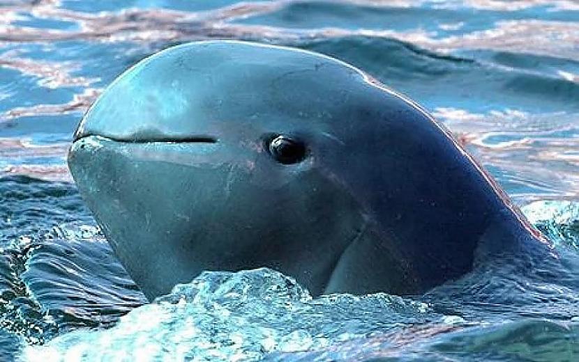 Scaronie delfīni ir okeāna... Autors: Zibenzellis69 20 reti un maz izpētīti dzīvnieki, par kuriem tu varbūt pat nezināji