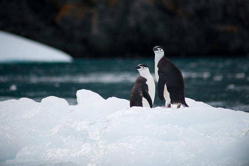 Lielbritānijas labdarības... Autors: matilde Labdarības organizācija meklē cilvēkus, kas vēlas pavadīt 5 mēnešus Antarktīdā