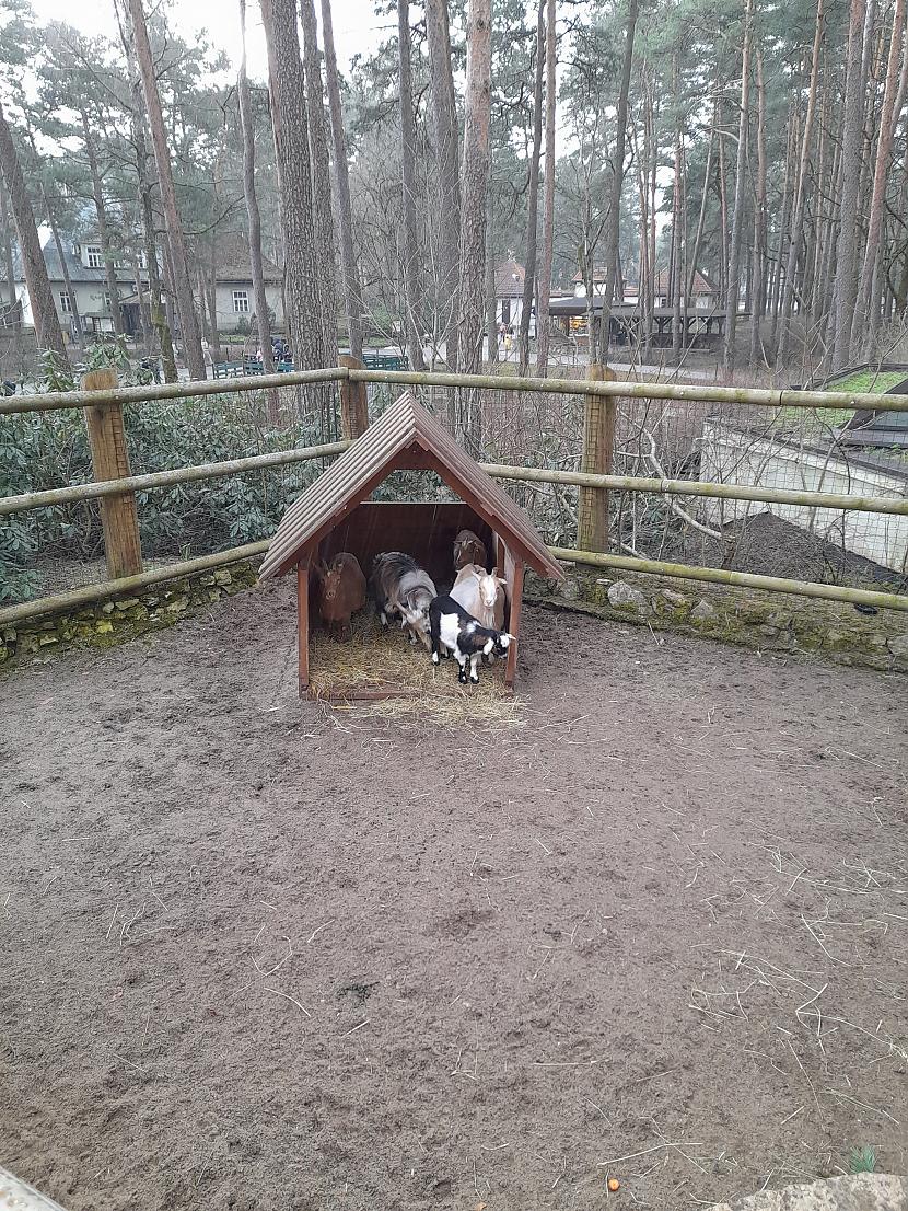 Arī kaziņām nepatīk lietus Autors: Drakonvīrs Pastaiga Rīgas Zoodārzā mainīgos laika apstākļos