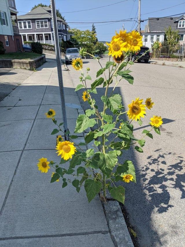 Uz ietves auga saulespuķe Autors: Zibenzellis69 20 gadījumi, kad daba pierādīja, ka viņai nav šķēršļu un ierobežojumu