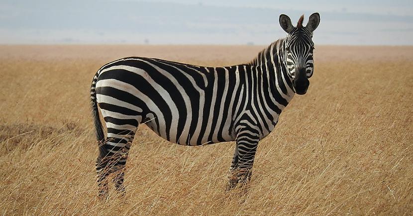 Vai zebra ir melna vai... Autors: Lestets Atbildes uz 12 vienkāršiem jautājumiem, kurus mēs visi kaut reizi esam uzdevuši